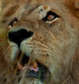 《致命吸引力》:一场诱惑与毁灭的道德拉锯,结局引人深思