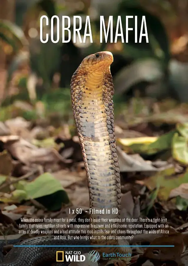 《眼镜蛇黑手党》：暴力美学下的罪恶之花，一场无法逃脱的命运漩涡